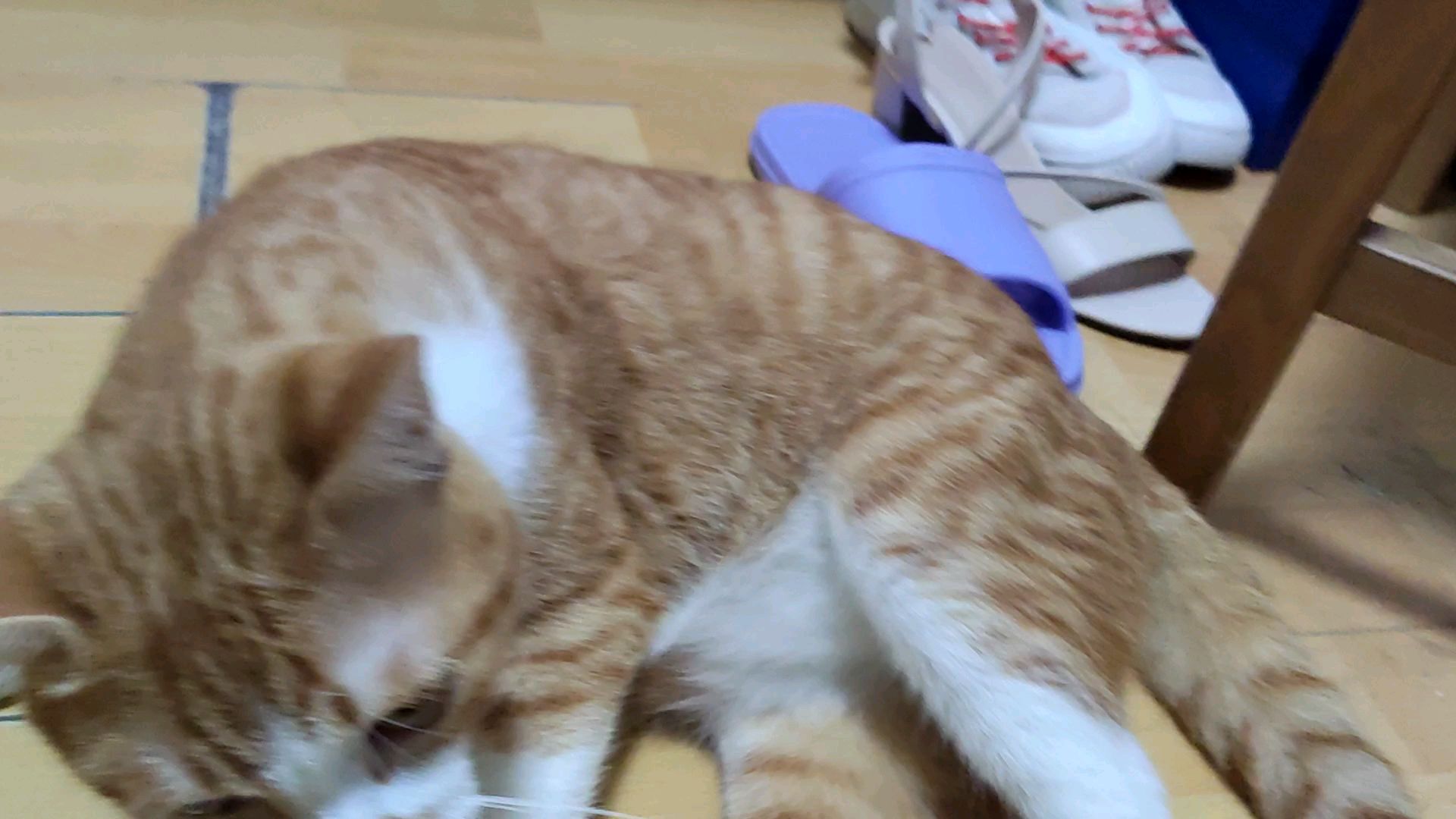 又来喂这个喵喵叫的小猫咪了!!!